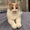 blipr6