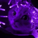 .ypurple avatar