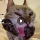 vshsbwbs