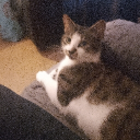 lewiswingchamp09_52432's Avatar