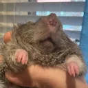 i_am_a_rat_shit