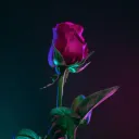parisa.yd
