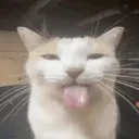 bumbukall avatar