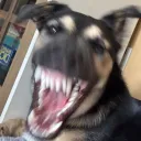 camski