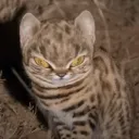 ratitui_42582 avatar