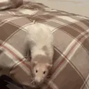 theratandrat