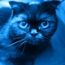 megatron_031