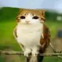 justad3viedoesthings