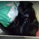 ray_likes_cats avatar