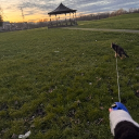 avatar Wisdom master