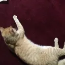 egoddv