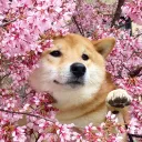 tinytacoo