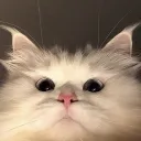 sachiihaha