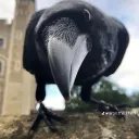 crushdskulls