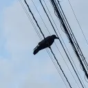 birdy0273