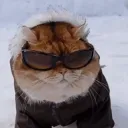 alpha_goden