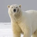 polar_bear89