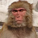 grand.singe