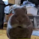 kermit_eh_30