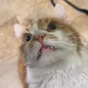 xyotictv