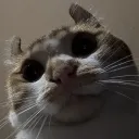 quontama