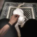 egy.1