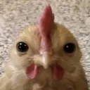 pioupioulartishow