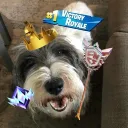 thedogstorm