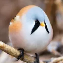 Аватар expens1v3.