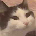 bunnyzuzu
