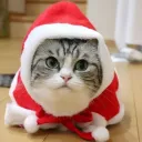 Аватар begugla_41861