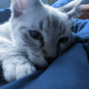 avatar ! 𝗔𝗹𝗺𝗼