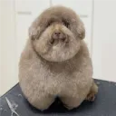 buran_sexsimvol avatar