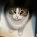 pepe_boubou