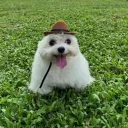 coco_534537