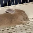 メンバーのアバター