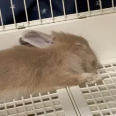 画像なし