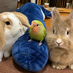 画像なし