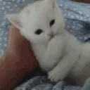 oisu