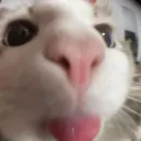 soyleovt