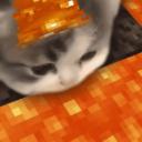 scearythecat