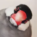 obutny