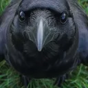 cleothecrow