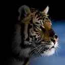 mrtiger92