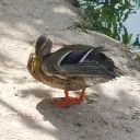 wise_pomelo_94753 avatar