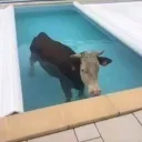 gigatoilet1234 avatar