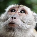 labmonkey2