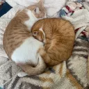 gavihacohen_74724