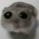 goldscorpion807 avatar