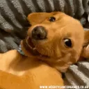 vepzn.1